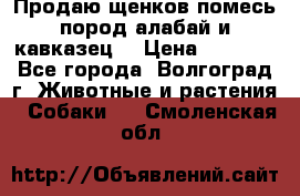 Продаю щенков помесь пород алабай и кавказец. › Цена ­ 1 500 - Все города, Волгоград г. Животные и растения » Собаки   . Смоленская обл.
